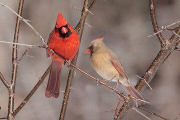 Cardinals in winter