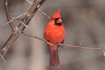 Cardinals in winter