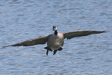 Canada Geese in late winter taking off and flying over lake