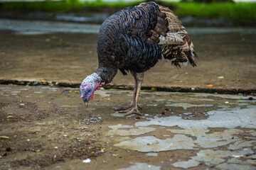 The close display of the chicken turkey on the farm with an opaque background