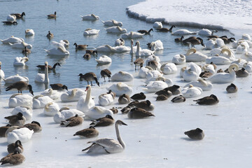 Hundreds of Swans in Barcovan Beach Ontario waterway