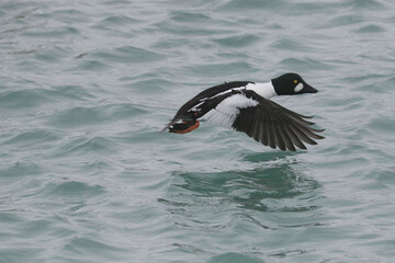 Goldeneyes in late winter during migration