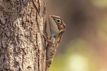 The Chamaeleonidae family includes the veiled chameleon (Chamaeleo calyptratus), which is native to the Arabian Peninsula