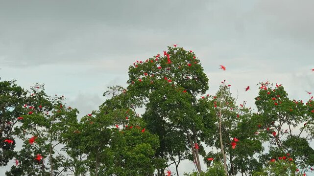 Large red scarlet ibis flying back home to their sleeping place, Revoada dos guaras, which means the flight of the guaras, a phenomenon that occurs daily on the Delta of the Parnaiba River in Brazil