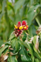 Exotic tropical plant with red and yellow flowers in a lush green environment