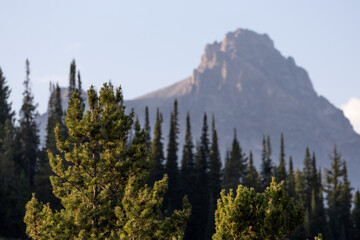 Grand Teton National Park Mountain Landscape with Pine Trees