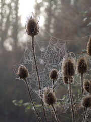 Telara&ntilde;a en cardos