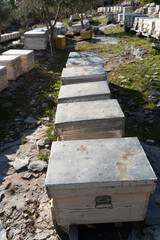 View of a bee apiary on a bright sunny day, row of wooden honeybee hives stand on green meadow grass