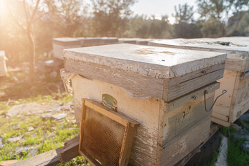 View of a bee apiary on a bright sunny day, row of wooden honeybee hives stand on green meadow grass