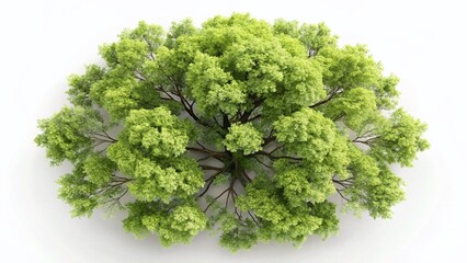 Fototapeta premium Top View White Ash Tree Isolated, High-Resolution Stock Photo for Design Projects