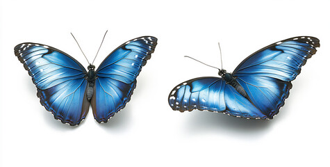 Fototapeta premium two blue morpho butterflies,