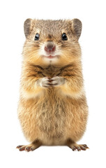 Obraz premium Mongoose standing forest animal portrait. Isolated on transparent background, png.