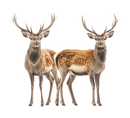 Deer in nature wildlife photography. Isolated on transparent background, png.