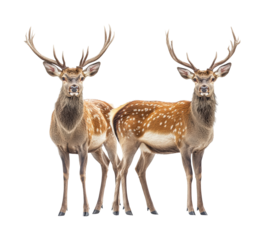 Deer in nature wildlife photography. Isolated on transparent background, png.