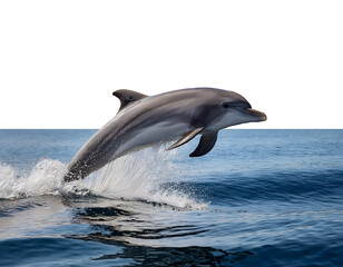 Fototapeta premium Dolphin leaping from the ocean.