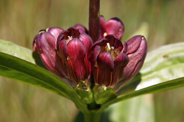 Purple gentian ( gentiana purpurea ) with opening blossoms revealing pistils, Austrian Alps