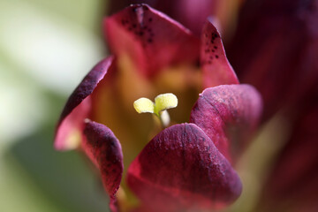 Purple gentian ( gentiana purpurea ) with opening blossom revealing stigma, Austrian Alps