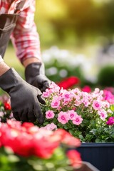 Fototapeta premium Closeup view of hands of gardener working in field planting flowers.