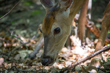 white tailed deer