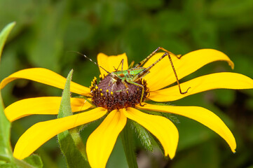 katydid insect on yellow black-eyed susan flower