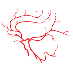 cerebral artery colored icon