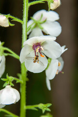 moth mullein and bee