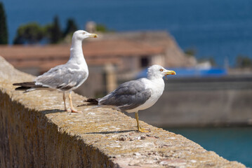 Möwen auf Mauer auf Elba