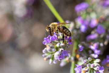 Biene auf Lavendel © ASKS