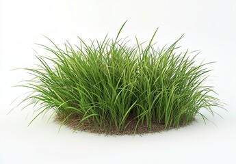 Fototapeta premium Lush green grass clump isolated on white.