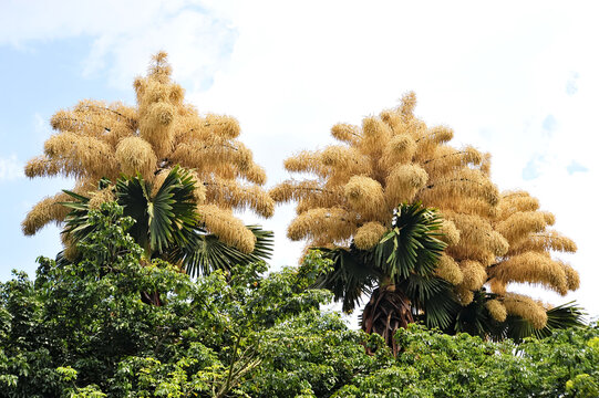 Flowering of the Talipot palm (Corypha umbraculifera) at Aterro do Flamengo, Rio de Janeiro, Brazil. The palm only flowers once in its life, about fifty years after being planted.