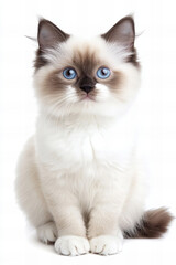 Fluffy ragdoll cat with deep blue eyes lying on a white background, highlighting its soft fur, unique color points, and relaxed posture, ideal for pet care, feline photography, animal-related content