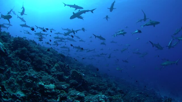 One of the biggest atoll in the world. Fakarava islands and its marine life. Atoll near Tahiti in French Polynesia. Huge shoal of grey reef sharks on the reef. Calm sharks.