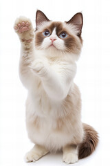 Elegant ragdoll cat with striking blue eyes lying down on a white background, showcasing its soft long fur and gentle expression, perfect for pet-related content, cat breed promotions, or animal care 
