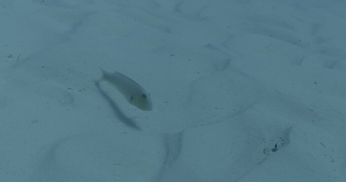 A razor fish (Centriscus scutatus) buries itself in the sand, leaving no visible trace of its presence. This survival strategy helps it avoid predators in open waters.
