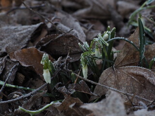 Frozen snowdrops in the forest