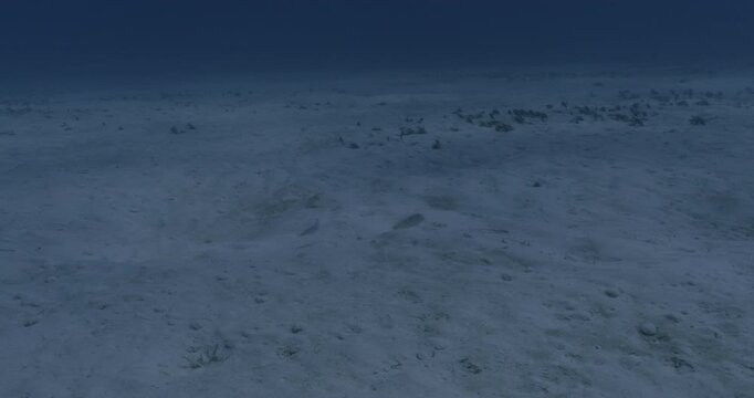 A razor fish (Centriscus scutatus) buries itself in the sand, leaving no visible trace of its presence. This survival strategy helps it avoid predators in open waters.