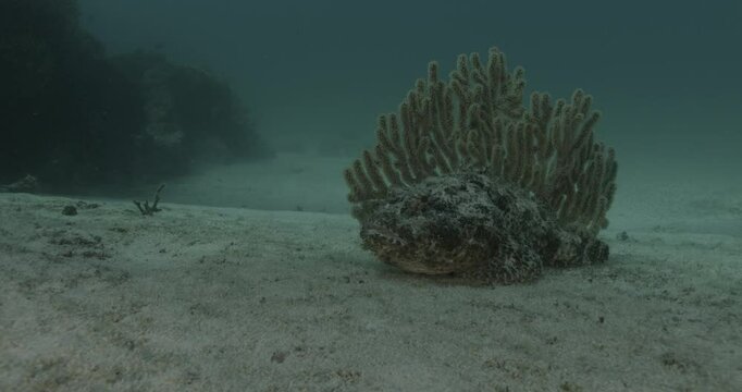 A stonefish (Synanceia) lies motionless on the sand, blending perfectly with its surroundings. A coral structure rises behind it, enhancing its camouflage.