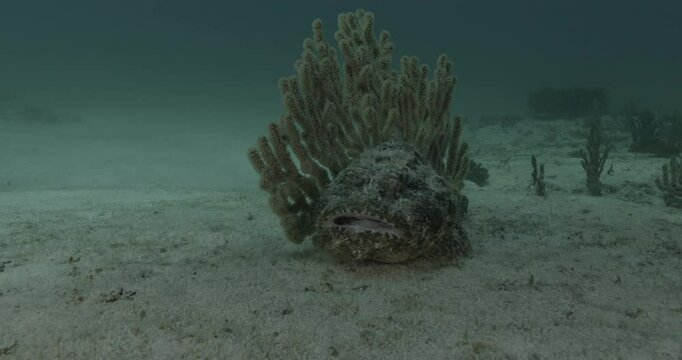A stonefish (Synanceia) lies motionless on the sand, blending perfectly with its surroundings. A coral structure rises behind it, enhancing its camouflage.