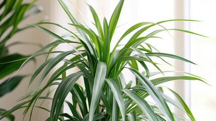 Obraz premium Close-up of a vibrant green houseplant with long, slender leaves, illuminated by soft natural light from a nearby window.