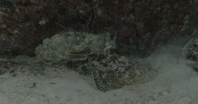 Two scorpionfish (Scorpaenidae) lie motionless on the sand, blending perfectly with the rocky environment. Their cryptic patterns provide natural camouflage.