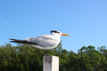 seagull on post with bright blue background