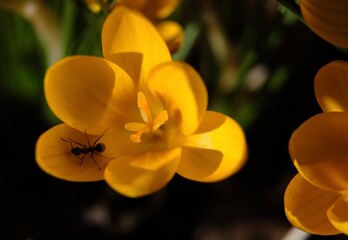 Krokus mrówka