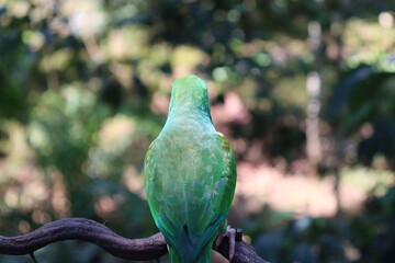 Beautiful bird called true maracanã, which is a beautiful species of macaw

