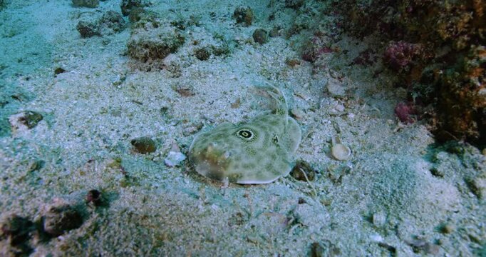 Underwater view of a Torpedo Ray (Torpedinidae family) resting on the seabed. Its body shows the typical rounded fins and mottled pattern. Check my portfolio for more electric ray footage.