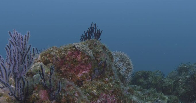 Underwater view of a Crown-of-thorns Starfish (Acanthaster planci) with white spines feeding on coral. Venomous and invasive species. Check my portfolio for more starfish footage.