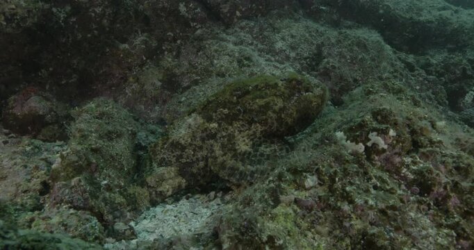 A well-camouflaged scorpionfish lies motionless on the sandy seafloor, nearly invisible. It waits for prey to pass close enough to strike. Underwater shot. Check my portfolio for more scorpionfish foo