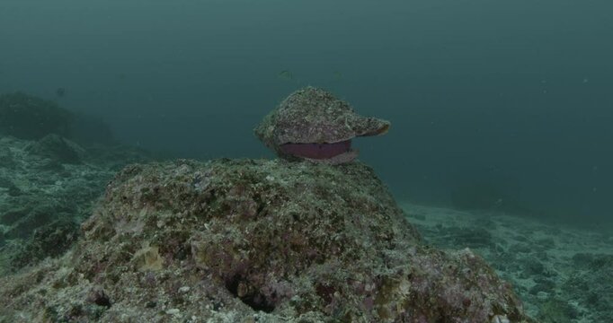 A triton shell (Charonia) rests on a rocky surface, showcasing its spiral shape and textured pattern.