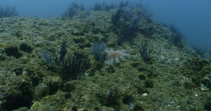 Underwater view of an orange Crown-of-thorns Starfish (Acanthaster planci) with white spines feeding on coral. Venomous and invasive species. Check my portfolio for more starfish footage.