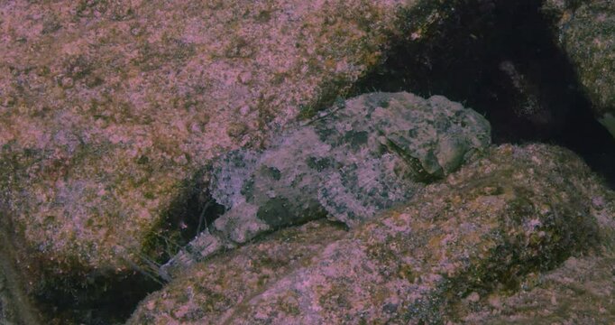 A scorpionfish (Scorpaenidae) lies motionless on textured rocks, blending perfectly with its surroundings. Its rough skin and patterns provide natural camouflage.