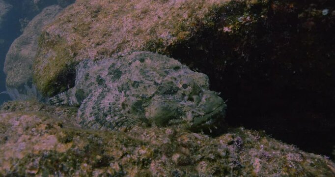 A scorpionfish (Scorpaenidae) lies motionless on textured rocks, blending perfectly with its surroundings. Its rough skin and patterns provide natural camouflage.